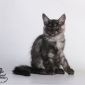 Котята мейн-кун из питомника объявление Продам уменьшенное изображение 2