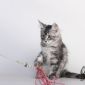 Котята мейн-кун из питомника объявление Продам уменьшенное изображение 3