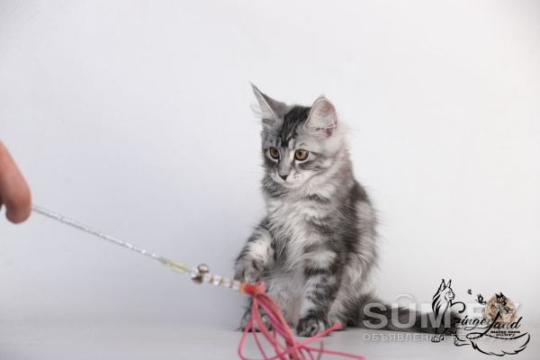 Котята мейн-кун из питомника объявление Продам уменьшенное изображение 
