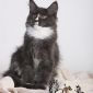 Котята мейн-кун из питомника объявление Продам уменьшенное изображение 5
