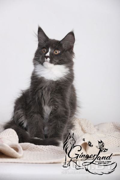 Котята мейн-кун из питомника объявление Продам уменьшенное изображение 