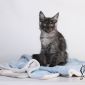 Котята мейн-кун из питомника объявление Продам уменьшенное изображение 6