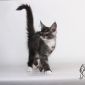 Котята мейн-кун из питомника объявление Продам уменьшенное изображение 4