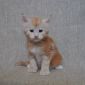 Котенок Мейн кун из питомника объявление Продам уменьшенное изображение 1