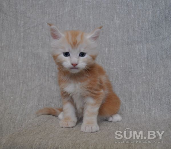 Котенок Мейн кун из питомника объявление Продам уменьшенное изображение 