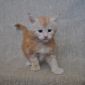 Котенок Мейн кун из питомника объявление Продам уменьшенное изображение 2