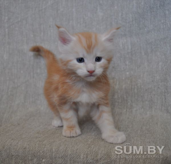 Котенок Мейн кун из питомника объявление Продам уменьшенное изображение 
