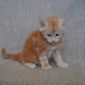 Котенок Мейн кун из питомника объявление Продам уменьшенное изображение 3