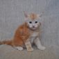 Котенок Мейн кун из питомника объявление Продам уменьшенное изображение 4