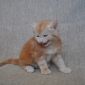 Котенок Мейн кун из питомника объявление Продам уменьшенное изображение 5
