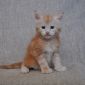 Котенок Мейн кун из питомника объявление Продам уменьшенное изображение 6