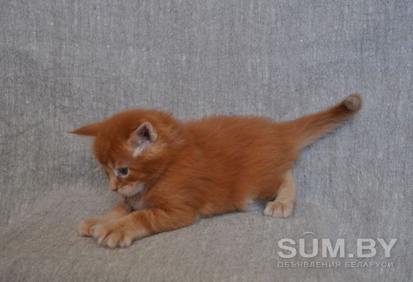Котенок мейн кун из питомника объявление Продам уменьшенное изображение 