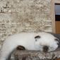Шотландские котята объявление Продам уменьшенное изображение 2