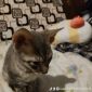 Корниш -рекс котят объявление Продам уменьшенное изображение 2