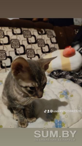 Корниш -рекс котят объявление Продам уменьшенное изображение 