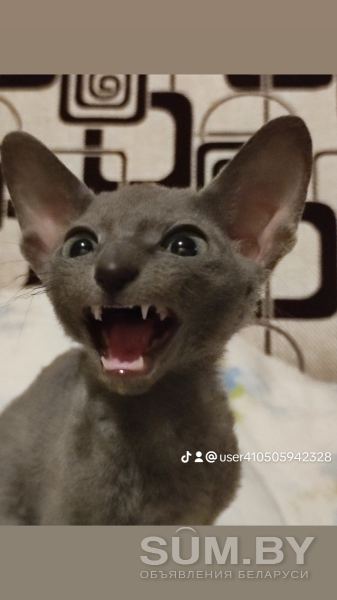 Корниш -рекс котят объявление Продам уменьшенное изображение 