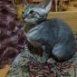 Корниш -рекс котят объявление Продам уменьшенное изображение 4