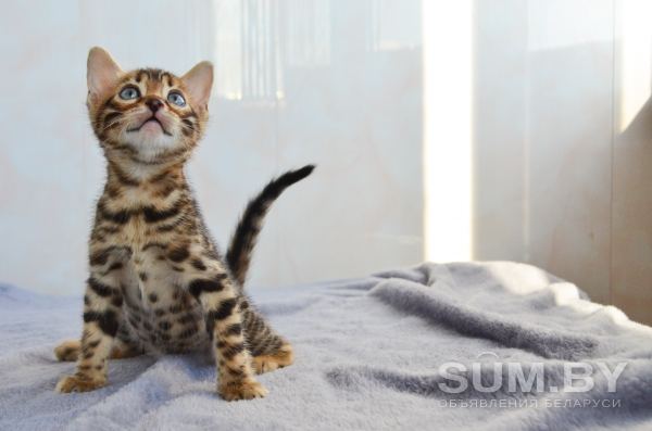 Бенгальский котёнок объявление Продам уменьшенное изображение 
