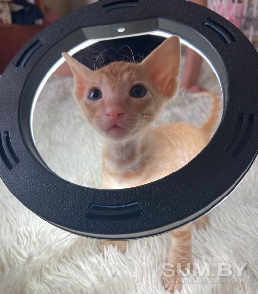Петерболд котята объявление Продам уменьшенное изображение 