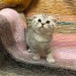 Шотландские котята, шиншиллового окраса объявление Продам уменьшенное изображение 5