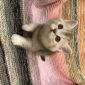 Шотландские котята, шиншиллового окраса объявление Продам уменьшенное изображение 1