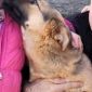 Розыск! Пропала собака в Дзержинске/Старинках объявление Продам уменьшенное изображение 1
