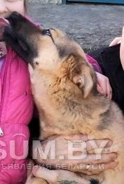 Розыск! Пропала собака в Дзержинске/Старинках объявление Продам уменьшенное изображение 