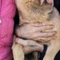 Розыск! Пропала собака в Дзержинске/Старинках объявление Продам уменьшенное изображение 2