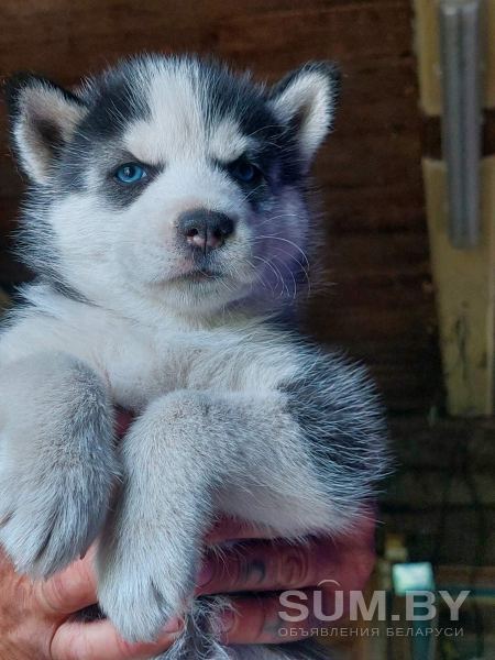 Продажа щенков сибирской хаски объявление Продам уменьшенное изображение 