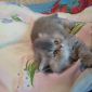 Экзотические плюшевые короткошетстные мраморные котята экстрималы объявление Продам уменьшенное изображение 1