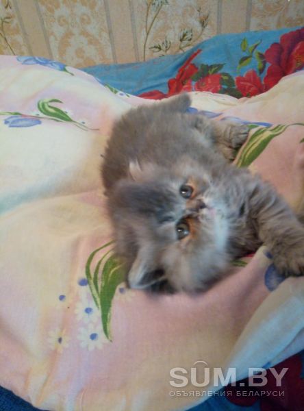 Экзотические плюшевые короткошетстные мраморные котята экстрималы объявление Продам уменьшенное изображение 