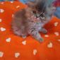Экзотические плюшевые короткошетстные мраморные котята экстрималы объявление Продам уменьшенное изображение 3