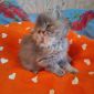 Экзотические плюшевые короткошетстные мраморные котята экстрималы объявление Продам уменьшенное изображение 4