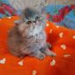 Экзотические плюшевые короткошетстные мраморные котята экстрималы объявление Продам уменьшенное изображение 5
