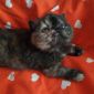 Экзотические плюшевые короткошетстные мраморные котята экстрималы объявление Продам уменьшенное изображение 6