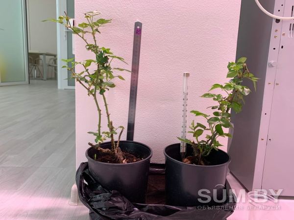 Светодиодный светильник для растений объявление Продам уменьшенное изображение 