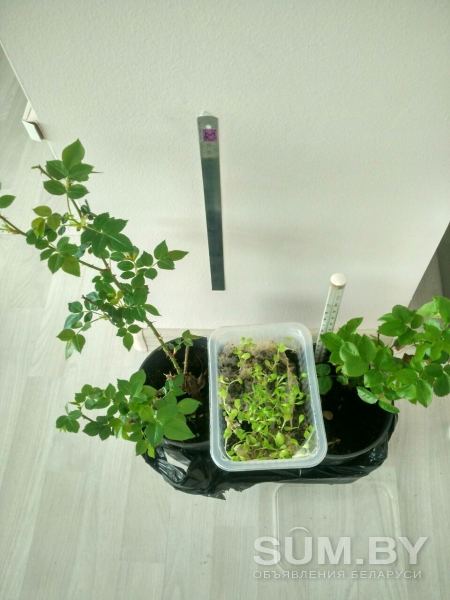 Светодиодный светильник для растений объявление Продам уменьшенное изображение 
