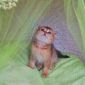 Золотая Шиншилла шотландский котёнок девочка объявление Продам уменьшенное изображение 3