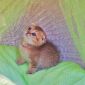 Шотландские котята ЗОЛОТАЯ ШИНШИЛЛА объявление Продам уменьшенное изображение 1