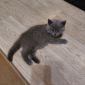 Британские котята объявление Продам уменьшенное изображение 3