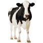 Купим быков, коров , лошадей, тёлок живым и убойным весом По всей РБ объявление Куплю уменьшенное изображение 2