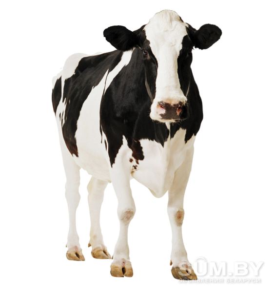 Купим быков, коров , лошадей, тёлок живым и убойным весом По всей РБ объявление Куплю уменьшенное изображение 