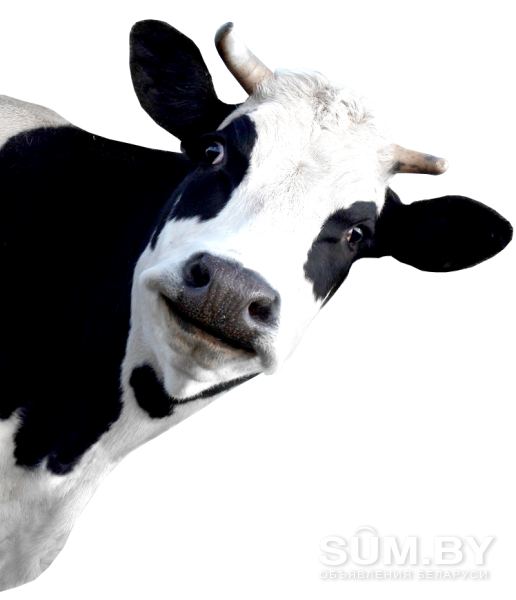 Купим быков, коров , лошадей, тёлок живым и убойным весом По всей РБ объявление Куплю уменьшенное изображение 
