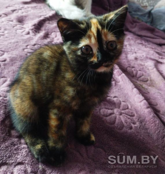 Скоттиш-страйт котята объявление Продам уменьшенное изображение 