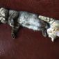 Скоттиш-страйт котята объявление Продам уменьшенное изображение 5
