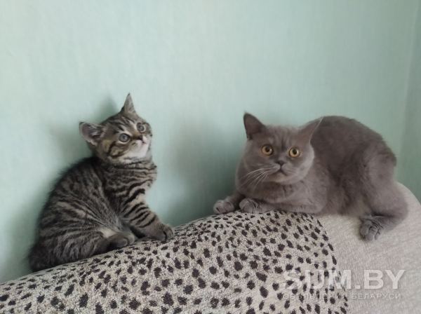 Шотландские котята объявление Продам уменьшенное изображение 