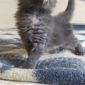 Мейн кун котята объявление Продам уменьшенное изображение 5