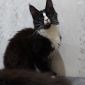 Кошка Мейн Кун объявление Продам уменьшенное изображение 3