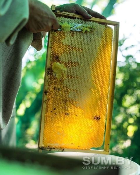 Мёд и другая пчелиная продукция объявление Продам уменьшенное изображение 