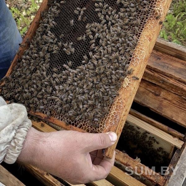 Мёд и другая пчелиная продукция объявление Продам уменьшенное изображение 
